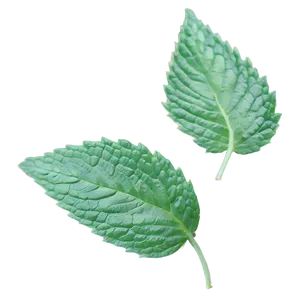 Mint Leaf Aesthetic PNG Kef