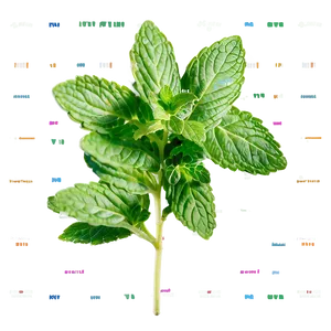 Mint Leaf Arrangement PNG 06262024 PNG