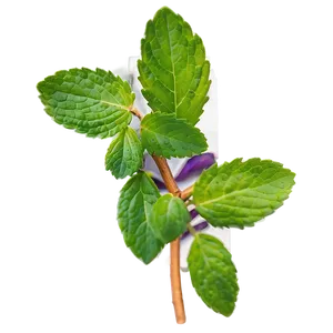 Mint Leaf Arrangement PNG 45 PNG