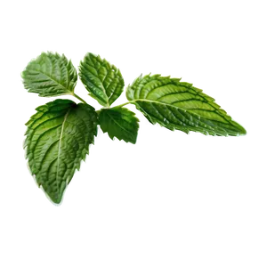 Mint Leaf Botanical PNG Nrl