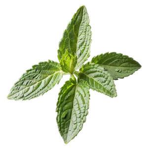 Mint Leaf Botanical PNG Wge22