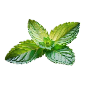 Mint Leaf Closeup Png 06212024 PNG image