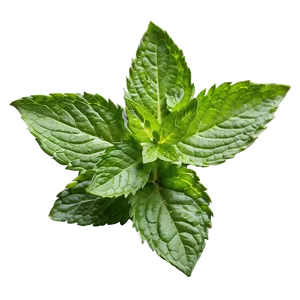 Mint Leaf Closeup Png 85 PNG image