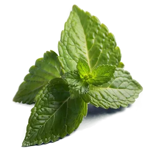 Mint Leaf Cuisine PNG 06212024