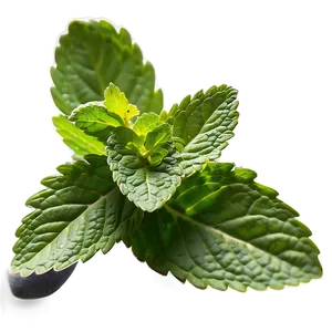 Mint Leaf Culinary PNG 86