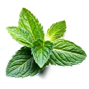 Mint Leaf Culinary PNG Vuu