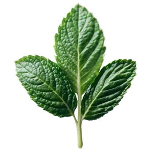 Mint Leaf Detail PNG 35 PNG