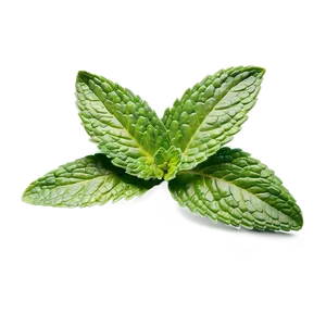 Mint Leaf Freshness PNG Hlb PNG