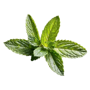 Mint Leaf Freshness PNG Krm49 PNG