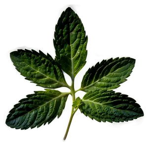 Mint Leaf Graphic Png 06212024 PNG image