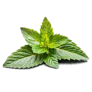 Mint Leaf Health Benefits PNG 06212024