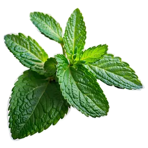 Mint Leaf Health Benefits PNG Air
