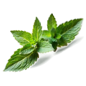 Mint Leaf Health Benefits PNG Ghv53 PNG
