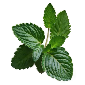 Mint Leaf Herbal PNG 06212024