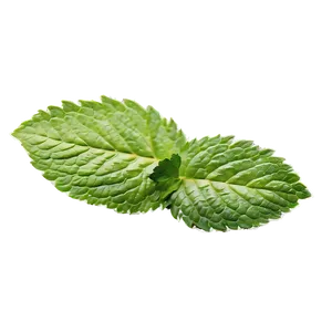 Mint Leaf Herbal PNG 80