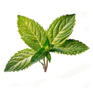 Mint Leaf Icon PNG Ouf8 PNG
