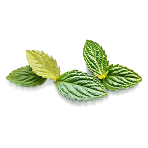 Mint Leaf Icon Png Xgh15 PNG image