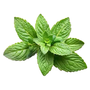 Mint Leaf Illustration Png 06212024 PNG image