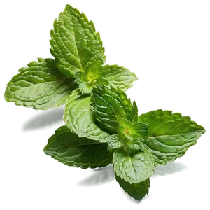 Mint Leaf Ingredient PNG 96