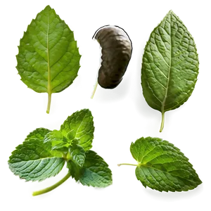 Mint Leaf Isolated Png 06212024 PNG image