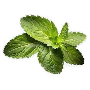 Mint Leaf Isolated Png 06212024 PNG image