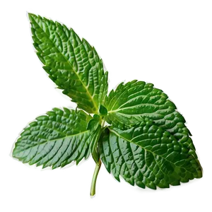 Mint Leaf Logo Png 28 PNG image