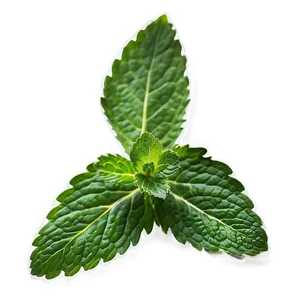 Mint Leaf On White Png 48 PNG image