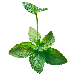 Mint Leaf On White Png 65 PNG image