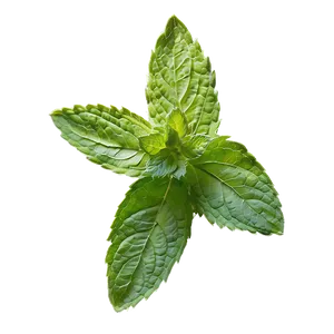 Mint Leaf Seasoning PNG 06212024