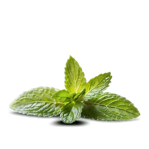 Mint Leaf Seasoning PNG Tuh