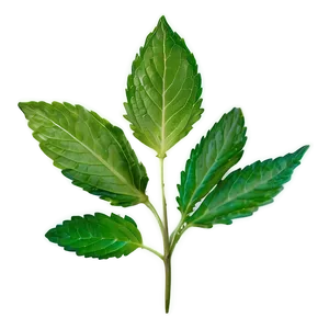 Mint Leaf Silhouette PNG 90 PNG