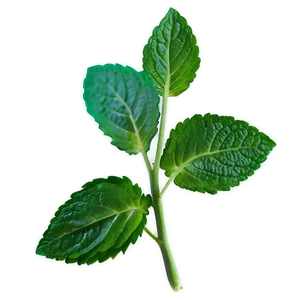 Mint Leaf Sprout PNG 06212024