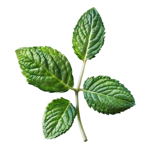 Mint Leaf Symbol PNG 56 PNG
