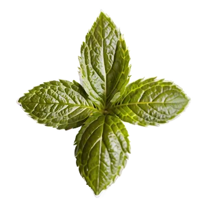 Mint Leaf Symbol PNG 97 PNG