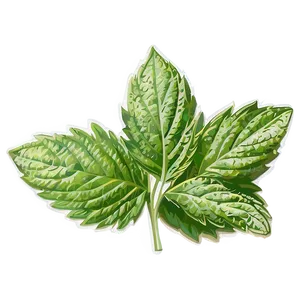 Mint Leaf Symbol PNG Skx PNG