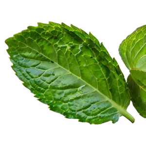 Mint Leaf Texture PNG 92
