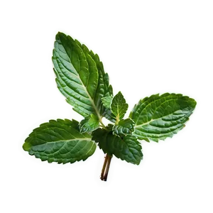 Mint Leaf Texture PNG Pxe45