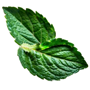 Mint Leaf Texture PNG Wdm