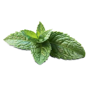 Mint Leaf Vector Png Bdn PNG image