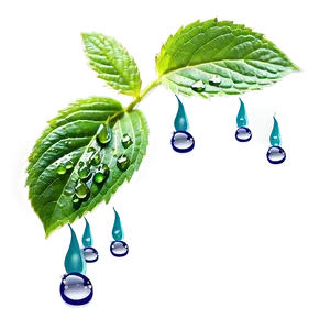 Mint Leaf Waterdrops Png 13 PNG image