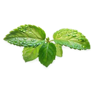 Mint Leaf Waterdrops Png 97 PNG image