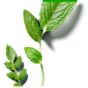 Mint Leaf Wellness PNG Mmh1 PNG