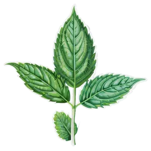Mint Leaf Wellness PNG Xbu PNG