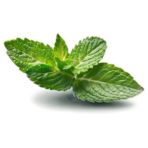 Mint Leaves B PNG image