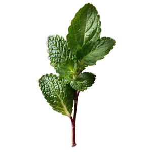 Mint Leaves Background PNG Exu28