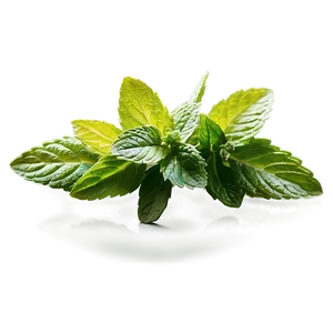 Mint Leaves Border PNG 06262024 PNG