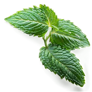 Mint Leaves Border PNG 10