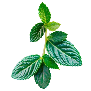 Mint Leaves Border PNG Lue54 PNG