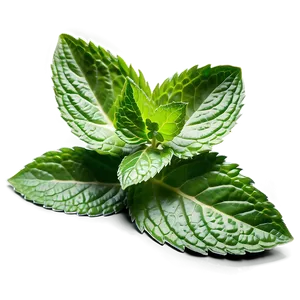 Mint Leaves Bundle Png 06262024 PNG image