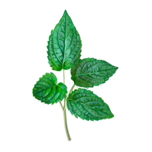 Mint Leaves Clipart PNG 06262024
